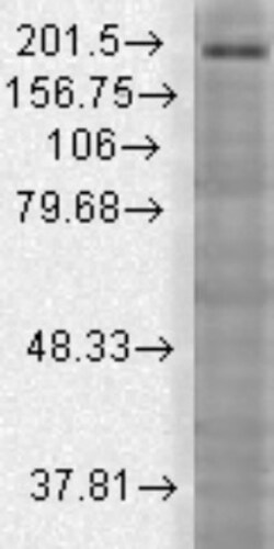 SHANK3 Antibody (S69), Novus Biologicals 0.025 mg, Unconjugated:Antibodies,